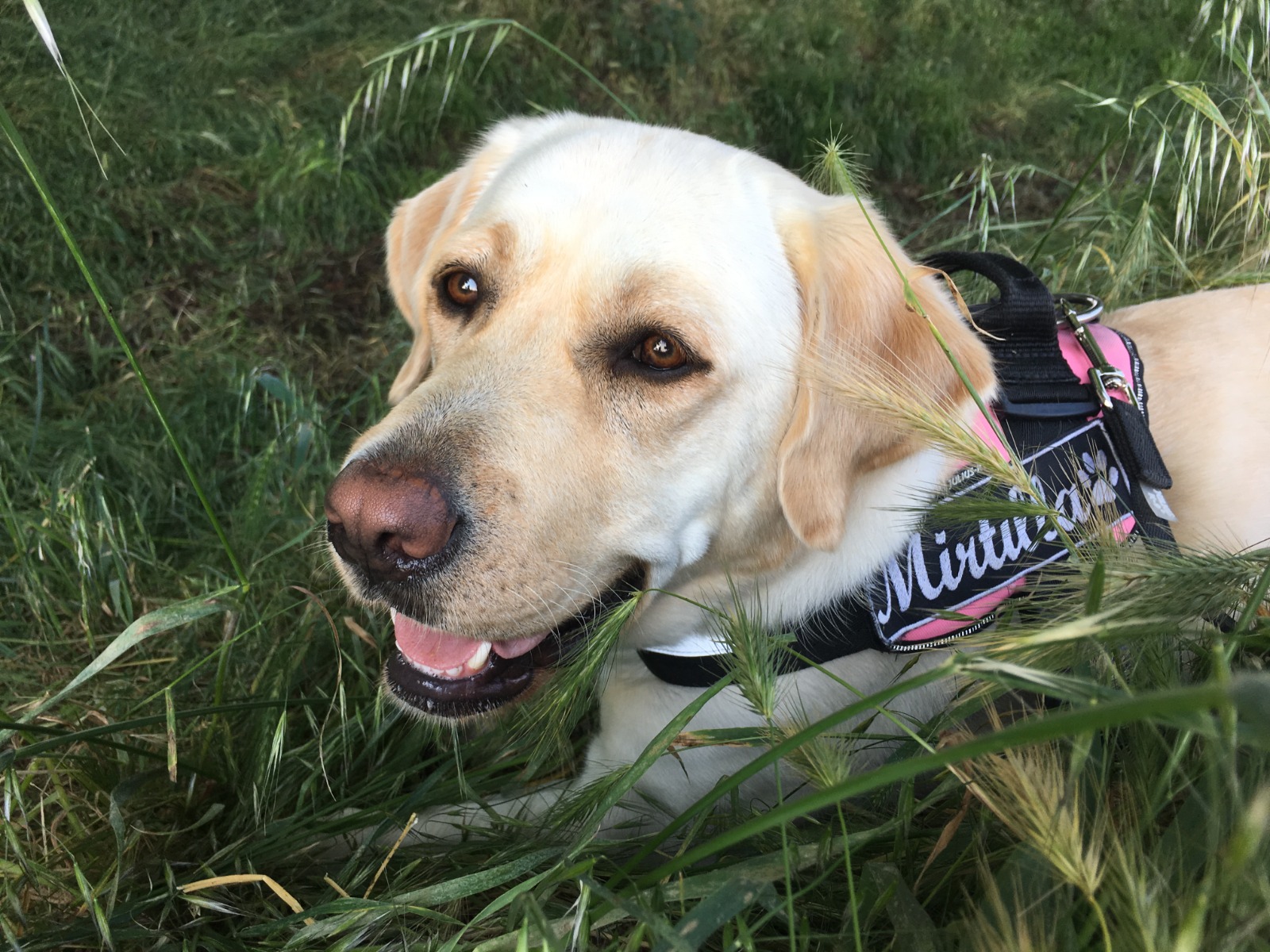 Scopri di più sull'articolo Quando si desidera tanto un cane<br> (con Mirtilla & Kora)