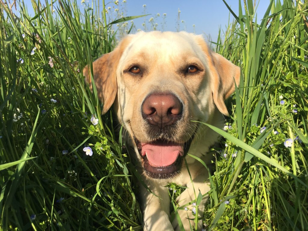 cane - punizione