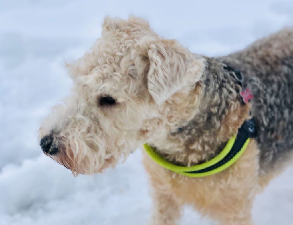 cane-relazione